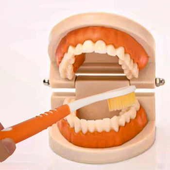 1 шт. Стоматологическая модель Модель кариеса для студентов-стоматологов, Учебные материалы, инструменты, Реквизит для обучения полости рта детей